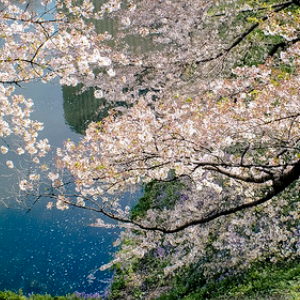 The Sakura Tree